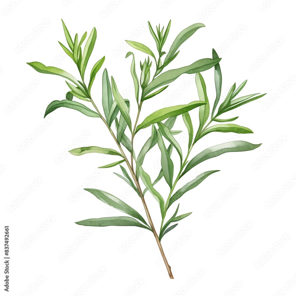 Fototapeta premium a watercolor illustration of Tarragon clipart, herb element, isolated on white background