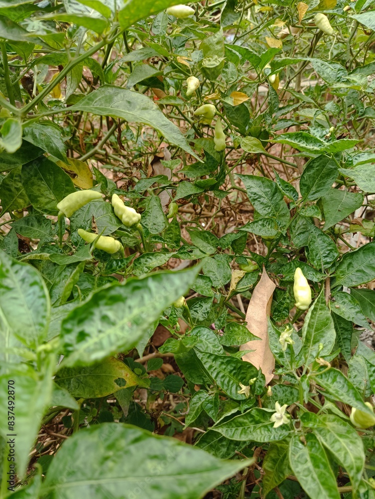chili garden that is harvested behind the house in the morning chili garden that is harvested behind the house in the morning