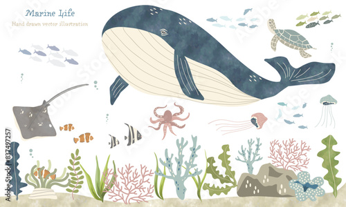 海洋生物たちのイラスト