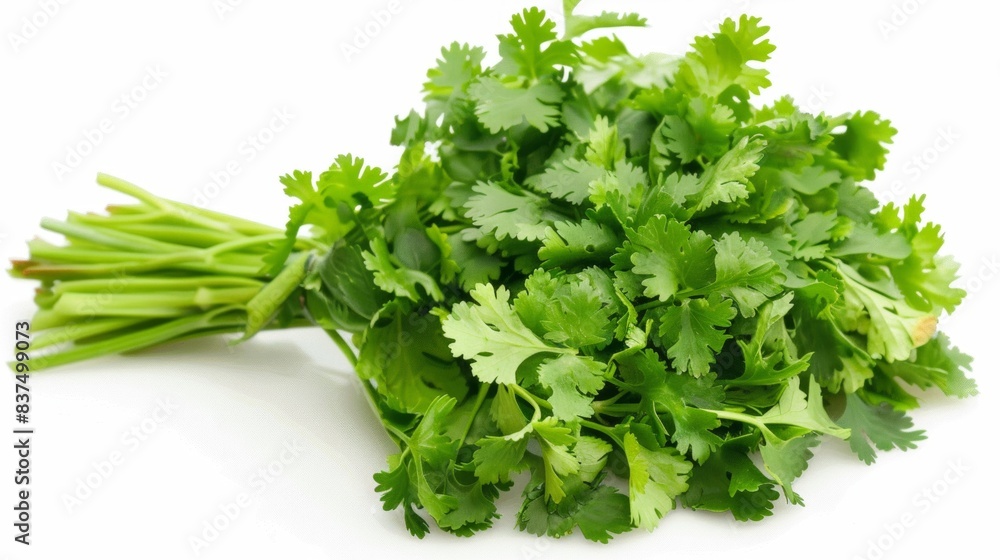 bunch of fresh cilantro isolated on white background. clean fresh vegetables concept for deisgner bunch of fresh cilantro isolated on white background. clean fresh vegetables concept for deisgner