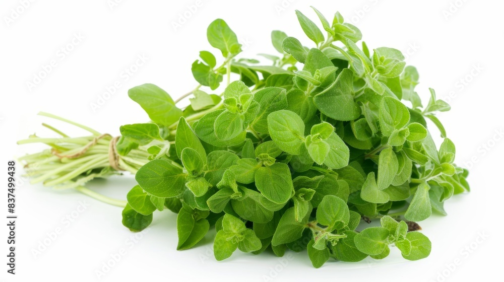 bunch of fresh oregano isolated on white background. clean fresh vegetables concept for deisgner bunch of fresh oregano isolated on white background. clean fresh vegetables concept for deisgner