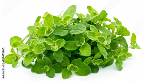 bunch of fresh oregano isolated on white background. clean fresh vegetables concept for deisgner