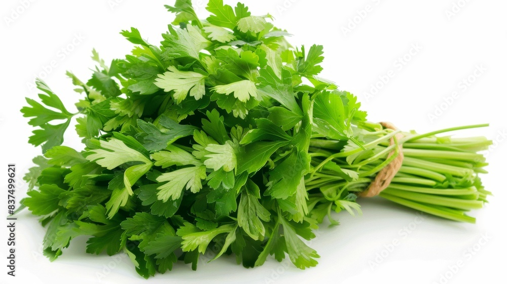 bunch of fresh parsley isolated on white background bunch of fresh parsley isolated on white background