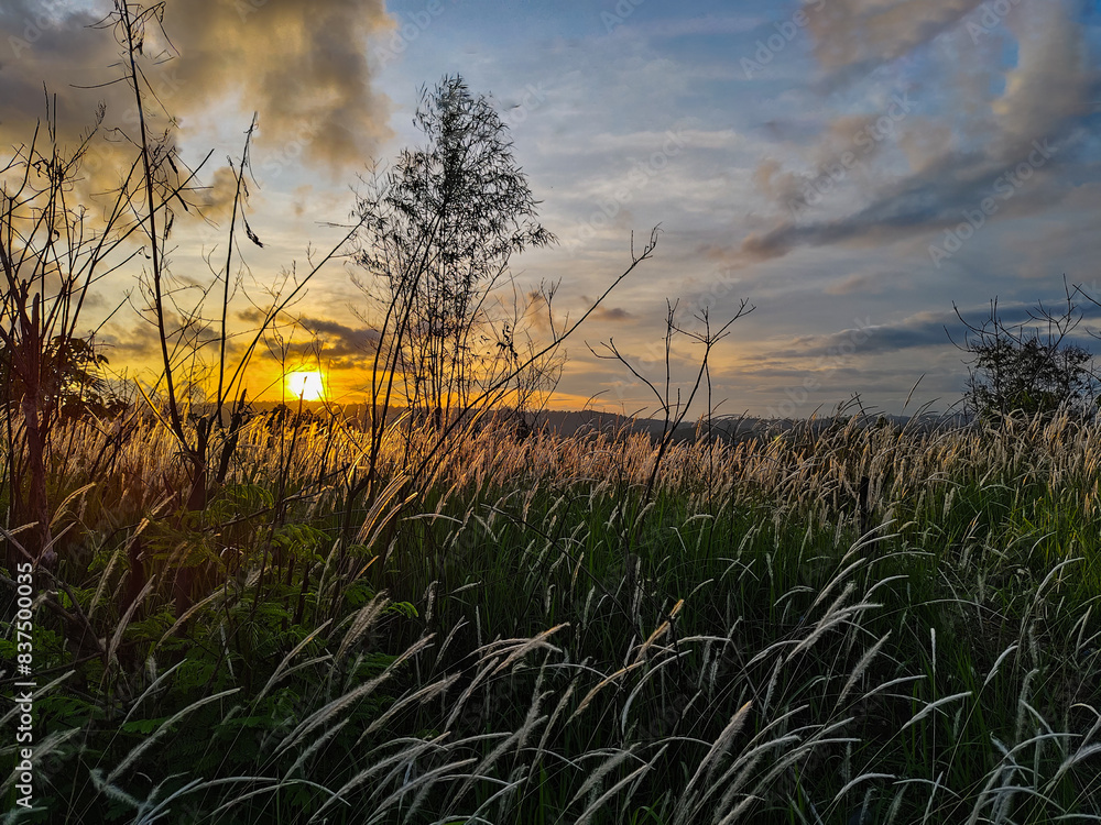 Fototapeta premium silhouette of weed grass against a sunset background