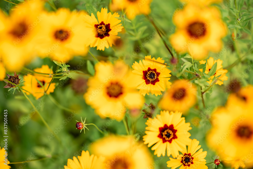 Rudbekia (black-eyed-susans) flowers field, closeup of blossoming flowers Rudbekia (black-eyed-susans) flowers field, closeup of blossoming flowers