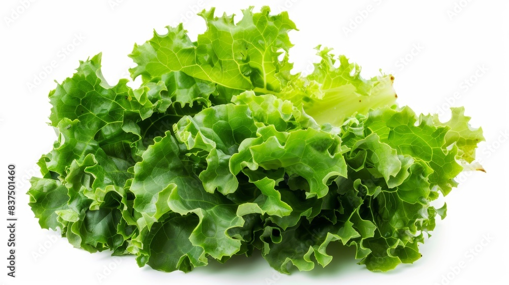 fresh green lettuce leaf isolated on white background. vegetable food concept fresh green lettuce leaf isolated on white background. vegetable food concept