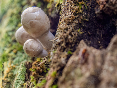 Three very tiny young mushrooms growing from the trunk of a tree, in a forest in the eastern Andean mountains of central Colombia.