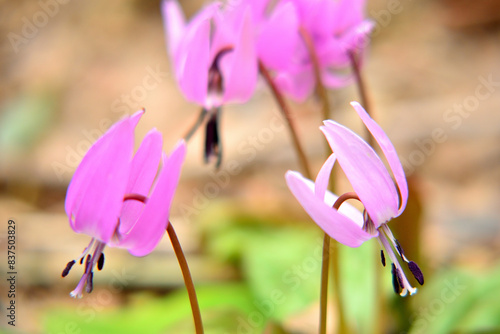 春に咲いたカタクリの花