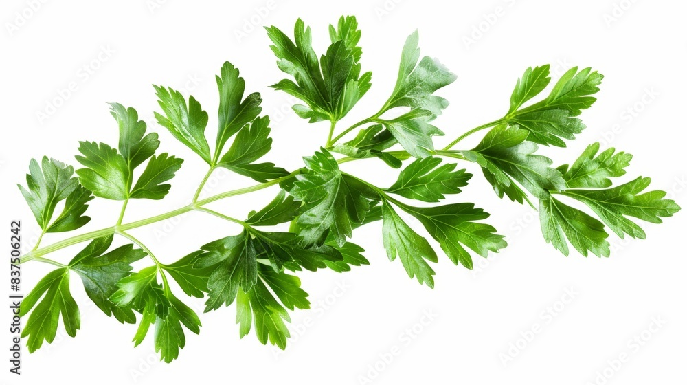 sprig of fresh parsley isolated on white background. food vegetable concept sprig of fresh parsley isolated on white background. food vegetable concept