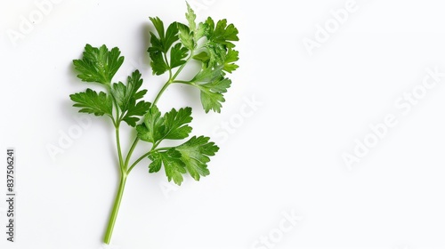 sprig of fresh parsley isolated on white background. food vegetable concept