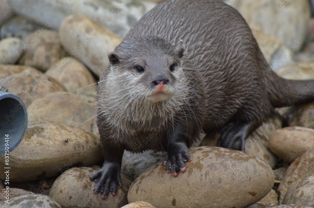 otter on the rock