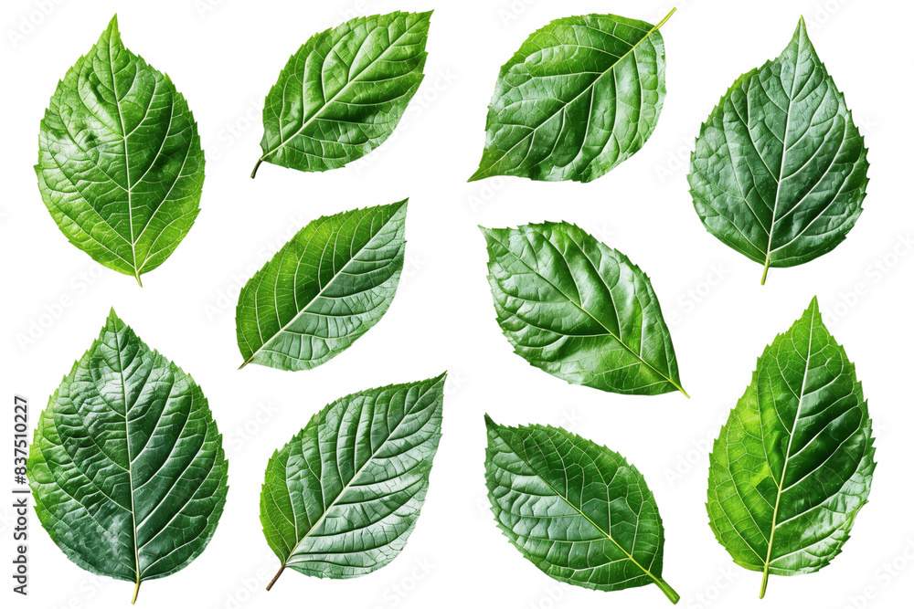Set of tropical green leaves isolated on transparent background Set of tropical green leaves isolated on transparent background