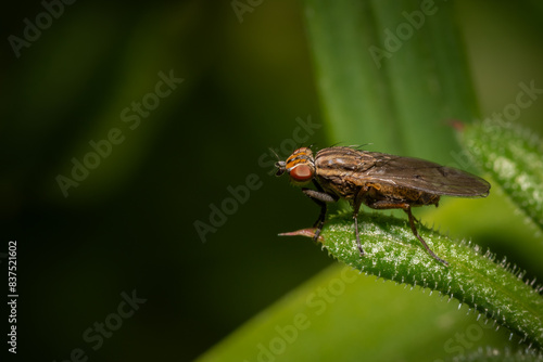 macro of a fly