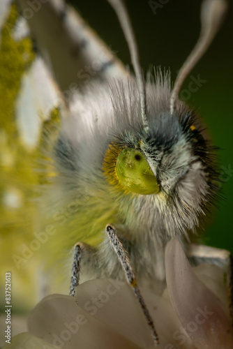 bee on a branch
