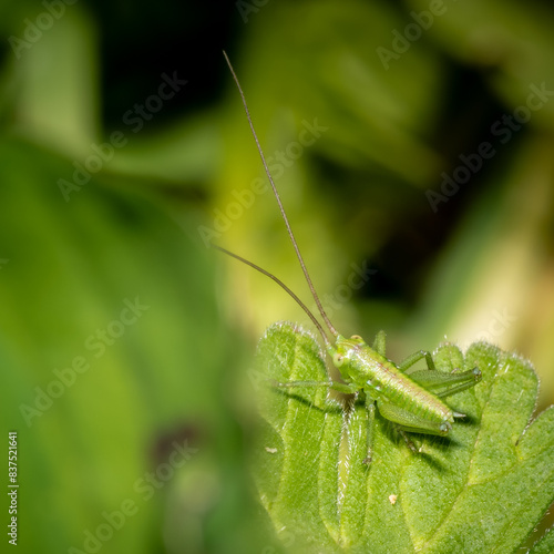 grasshopper on a leaf