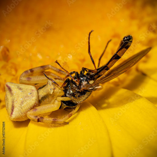 wasp on a leaf