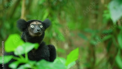 Indri Lemurs Posed For A Portrait In Madagascars Lush Rainforest. photo