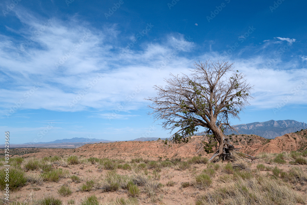 Dry tree on death valley. Desert landscape, Death Valley. Canyon national park. Red rocks canyon in Utah. Nature landscape. Dry tree on death valley. Desert landscape, Death Valley. Canyon national park. Red rocks canyon in Utah. Nature landscape.