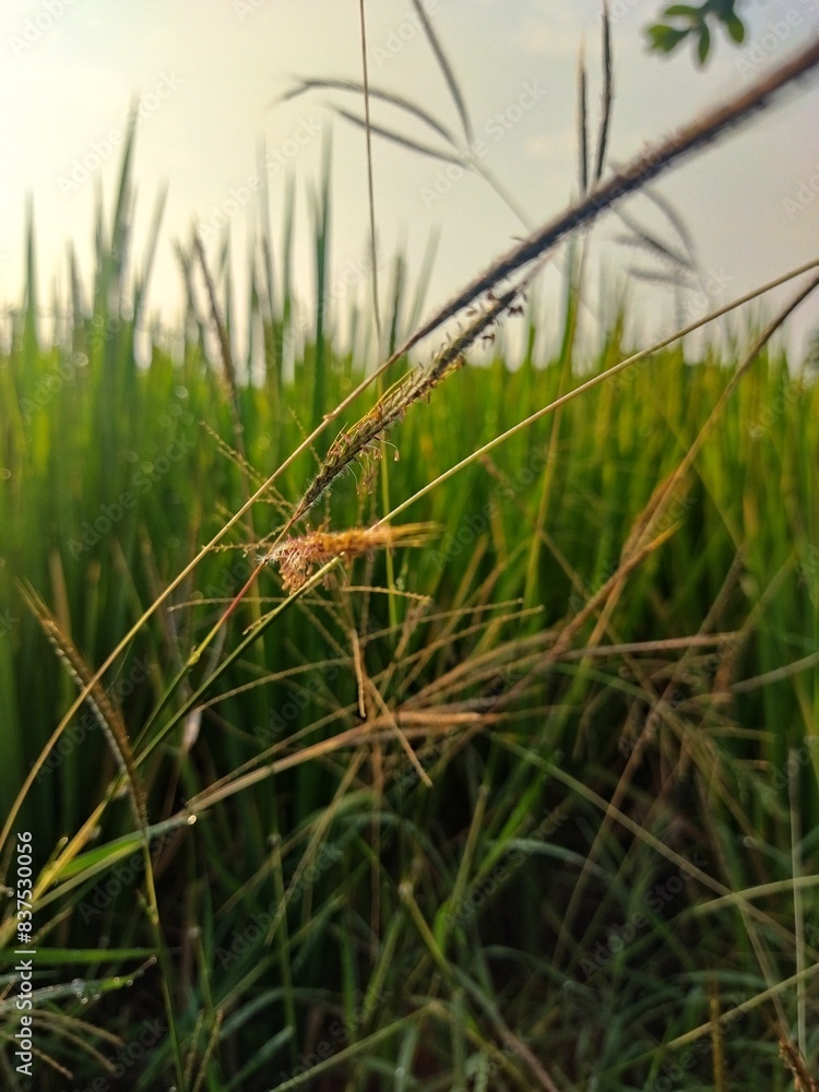 close up of grass and blurred paddy tree in background close up of grass and blurred paddy tree in background