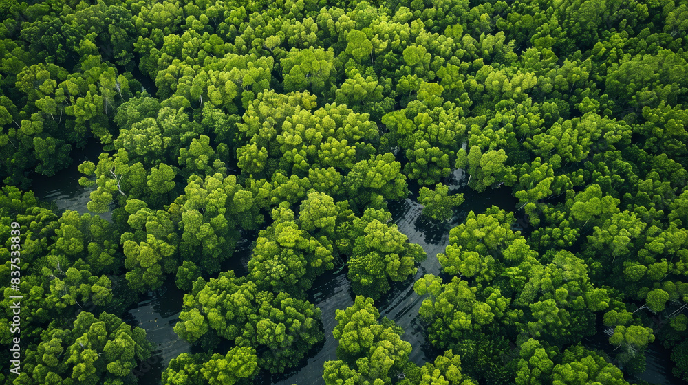 Naklejka premium A lush green forest with trees of various sizes and shapes