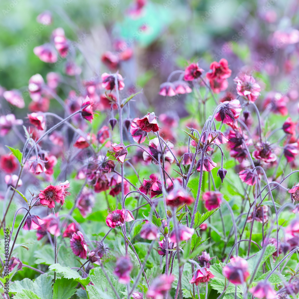 Nature background with spring flowers. Selective and soft focus. Close up. Nature background with spring flowers. Selective and soft focus. Close up.