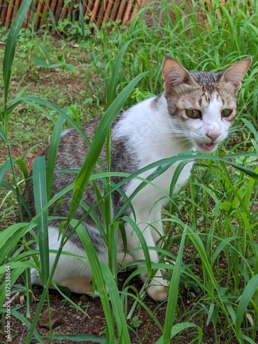 cat on grass