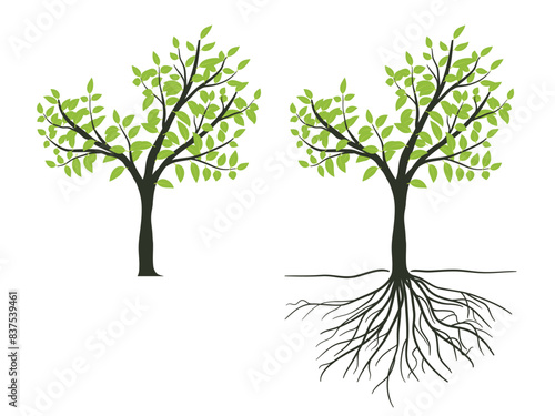 Green tree with leaves and roots vector illustration