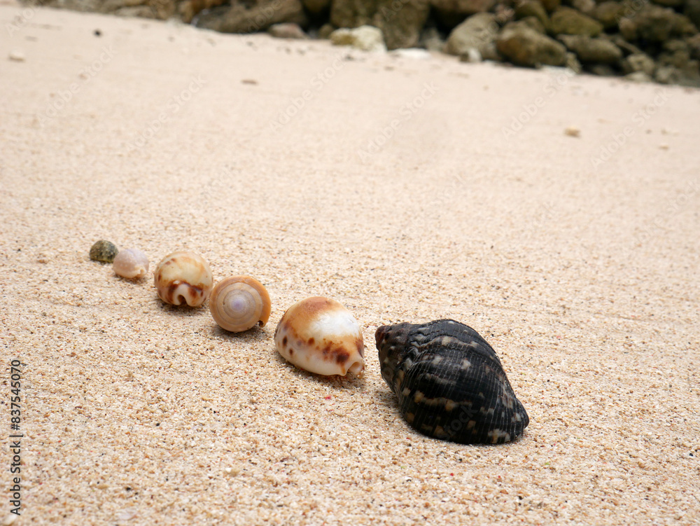 Sea shells on sand. Summer beach background. Top view Sea shells on sand. Summer beach background. Top view