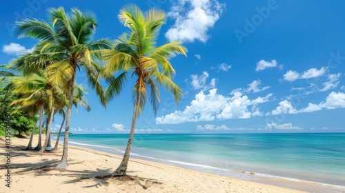 Tropical palm trees on sandy coastline with blue sky and white clouds. Perfect for nature and travel related contents.