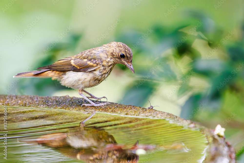 Fototapeta premium 泉で水浴びをする可愛いキビタキ(ヒタキ科)の幼鳥。日本国神奈川県秦野市、弘法山公園、権現山バードサンクチュアリにて。 2022年7月撮影。