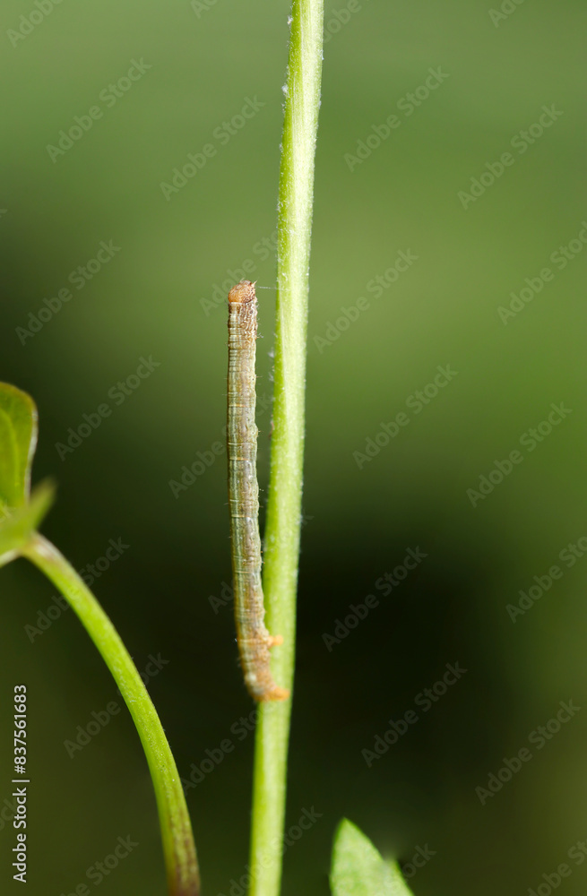 草の茎ト擬態するシャクガの幼虫(自然光&ストロボ・マクロレンズ接写) 草の茎ト擬態するシャクガの幼虫(自然光&ストロボ・マクロレンズ接写)