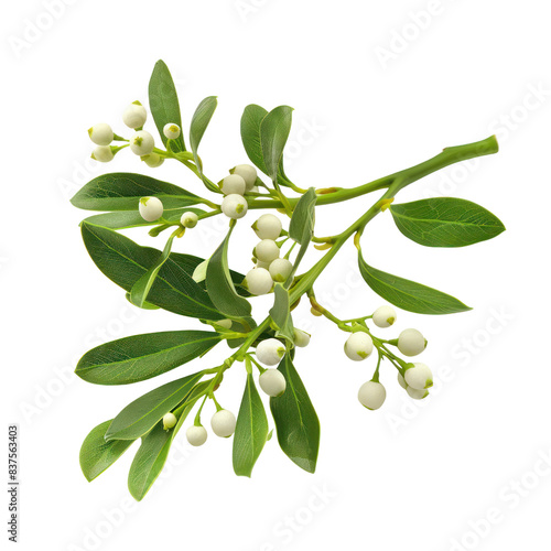 Close-up of fresh mistletoe branch with green leaves and white berries, isolated on white background. Perfect for holiday decoration themes. transparent backgrounds