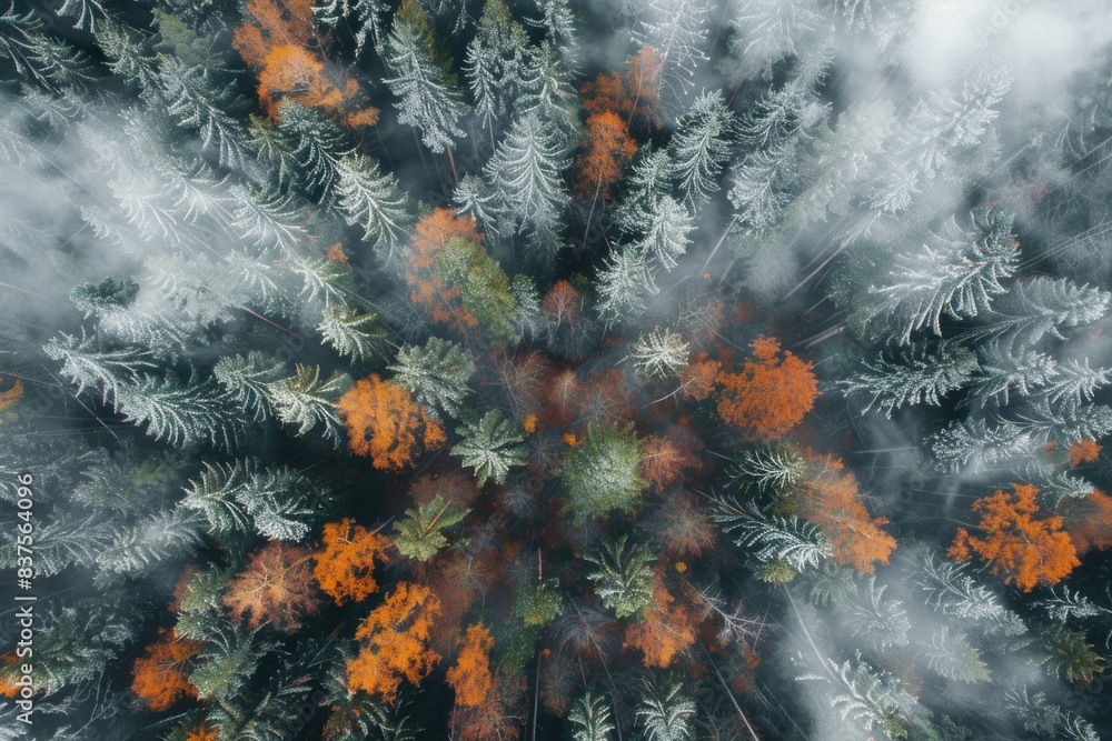 From Above: Aerial View of Autumn Forest with Trees, Sky, and Fog From Above: Aerial View of Autumn Forest with Trees, Sky, and Fog
