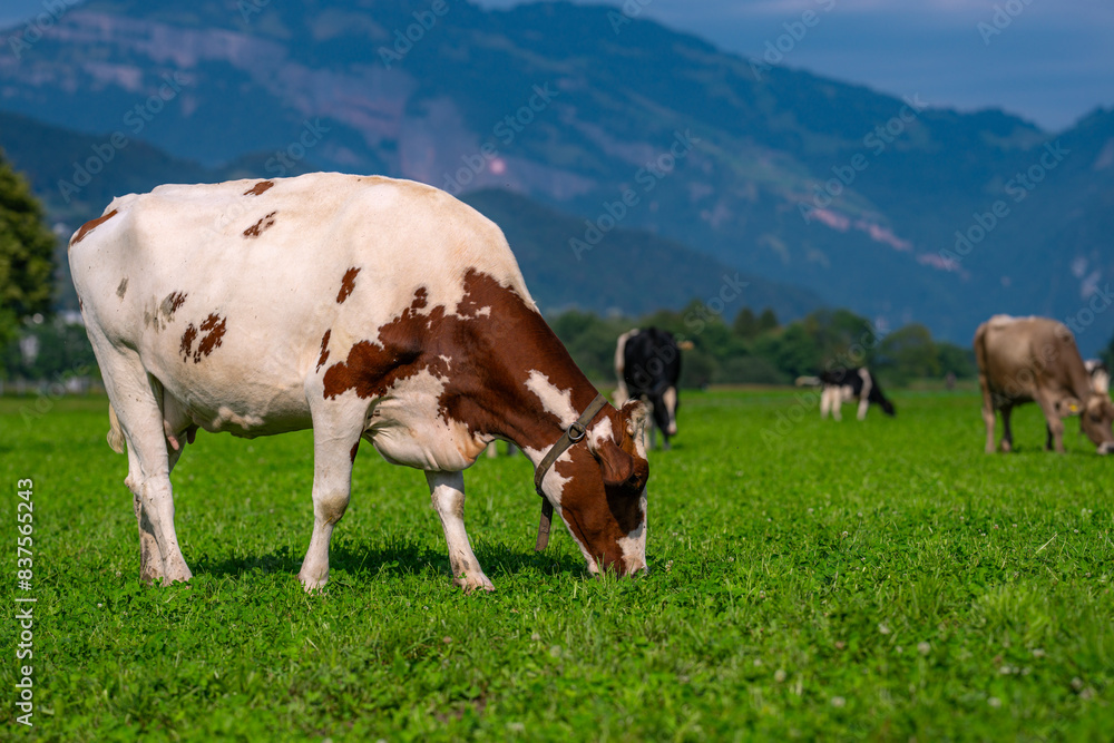 Cows pasture in Alps. Cows on alpine meadow in Switzerland. Cow pasture grass. Cow pasture green alpine meadow. Cow grazing on green field. Cows in a mountain field. Cow on mountain pasture in Alps. Cows pasture in Alps. Cows on alpine meadow in Switzerland. Cow pasture grass. Cow pasture green alpine meadow. Cow grazing on green field. Cows in a mountain field. Cow on mountain pasture in Alps.