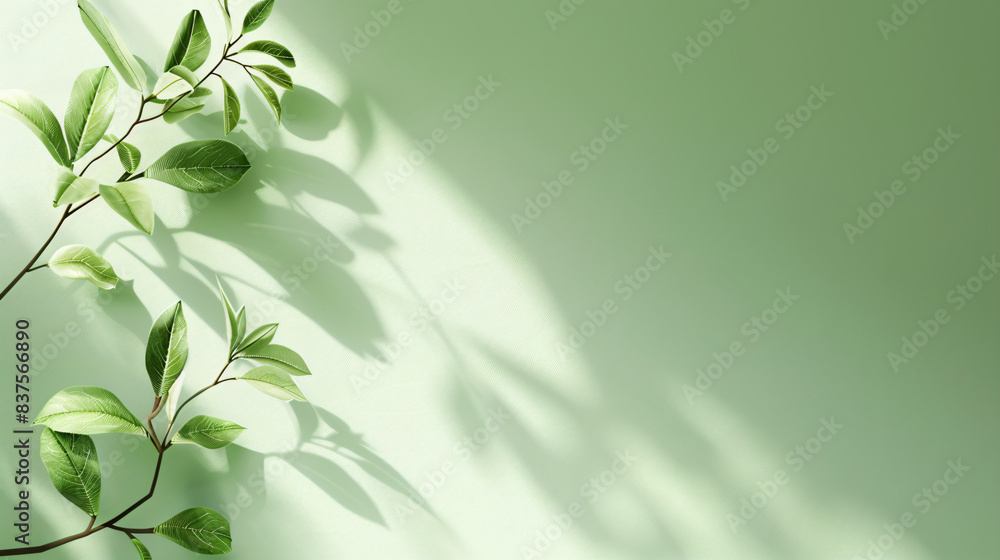 an aesthetic copyspace image showcasing nature element like leaf and tree with its shadow being casted to the background an aesthetic copyspace image showcasing nature element like leaf and tree with its shadow being casted to the background