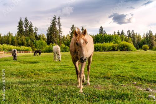 Horses in a pasture on a ranch in Sisters Oregon near Bend Oregon at sunset during a Spring storm.