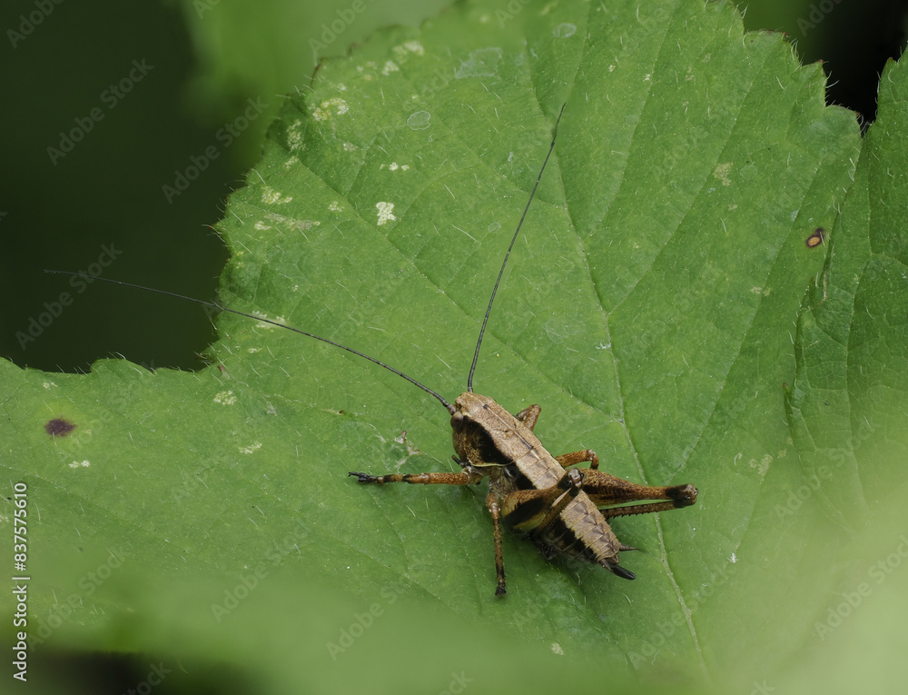 Gemeine Strauchschrecke (Pholidoptera griseoaptera) Gemeine Strauchschrecke (Pholidoptera griseoaptera)