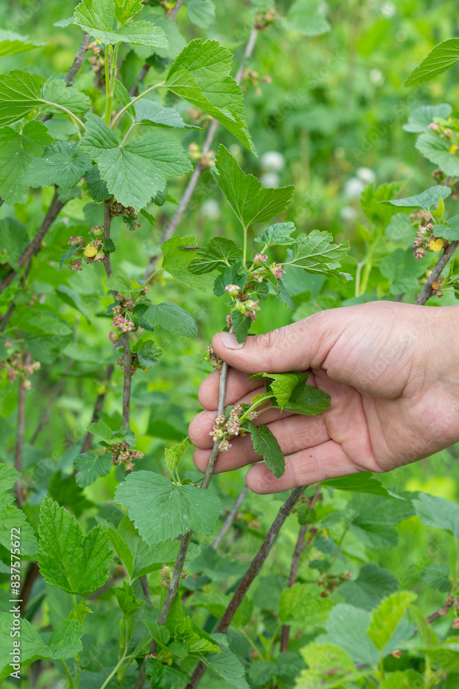 a green bush of an unripe currant that blooms, a human hand, vertical photo a green bush of an unripe currant that blooms, a human hand, vertical photo
