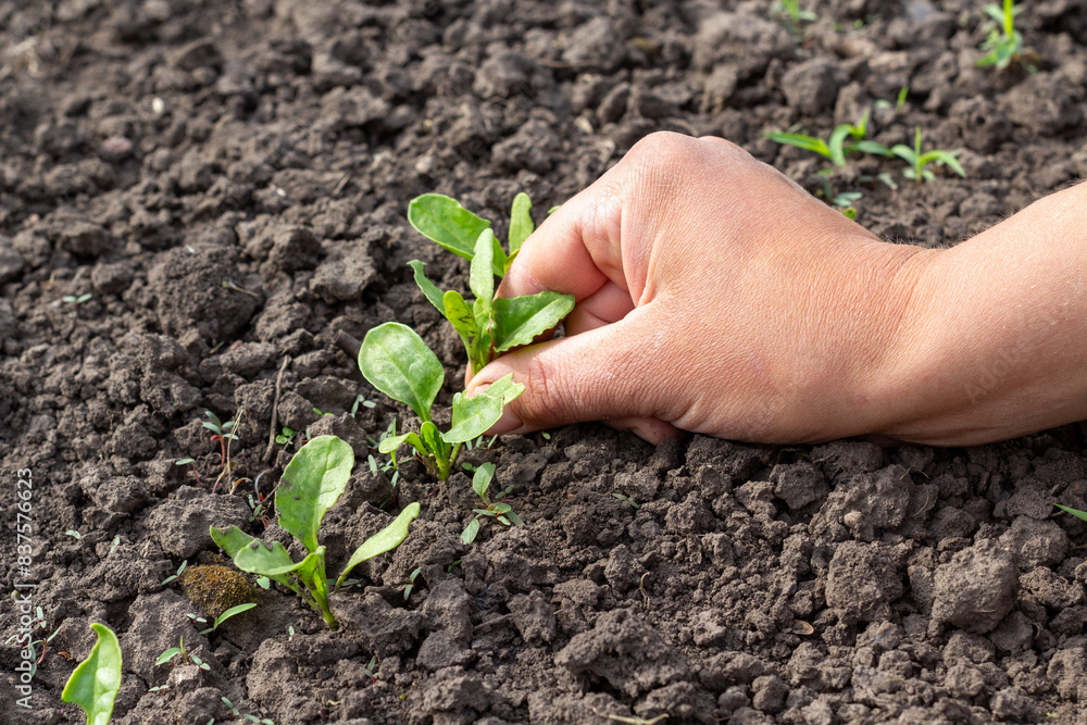 thinning of beet seedlings, a person's hand is vertical thinning of beet seedlings, a person's hand is vertical