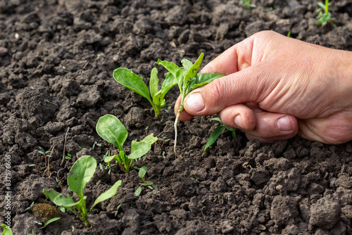 Canvas Print thinning of beet seedlings, a person's hand is vertical