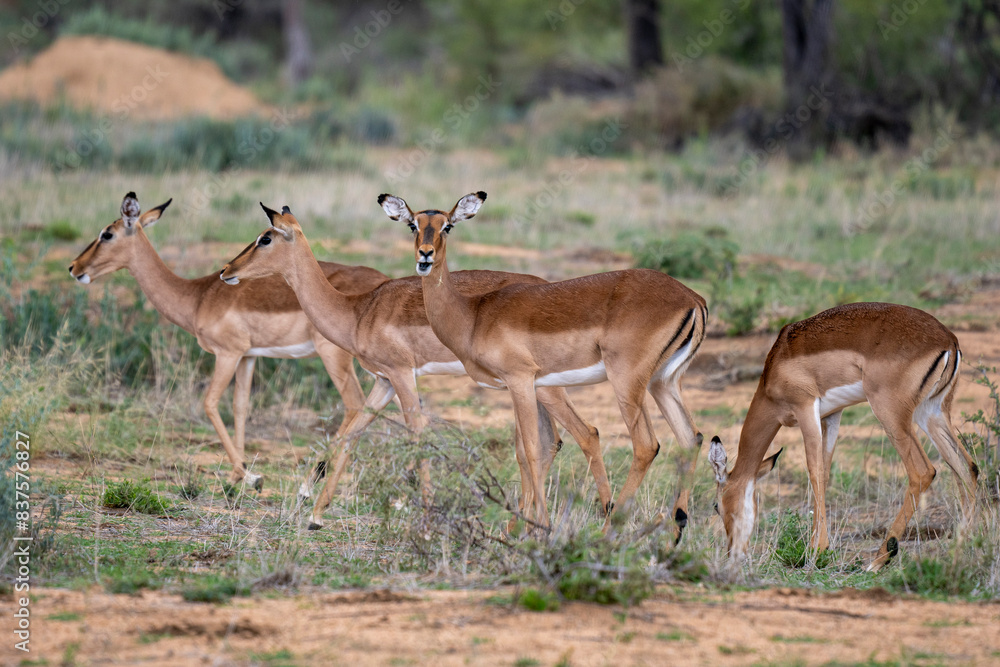 Schwarzfersenantilope oder Impala (Aepyceros melampus) Schwarzfersenantilope oder Impala (Aepyceros melampus)