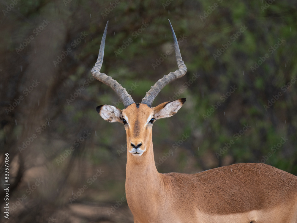 Naklejka premium Schwarzfersenantilope oder Impala (Aepyceros melampus)