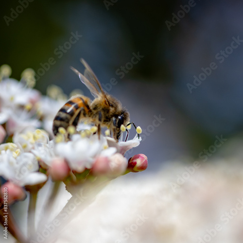 bee.