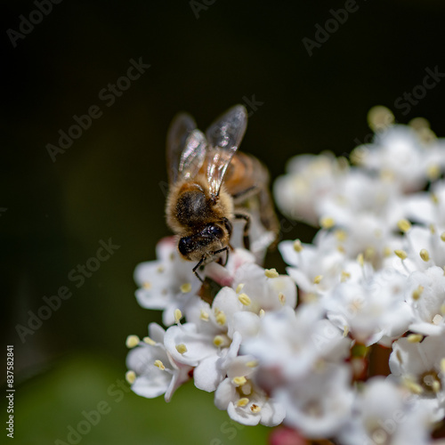 bee