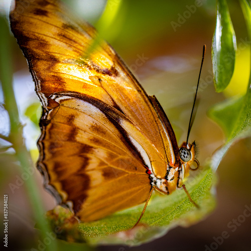 butterfly on leaf