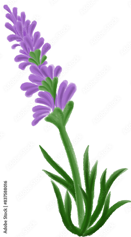 Fototapeta premium lavender Purple flowers