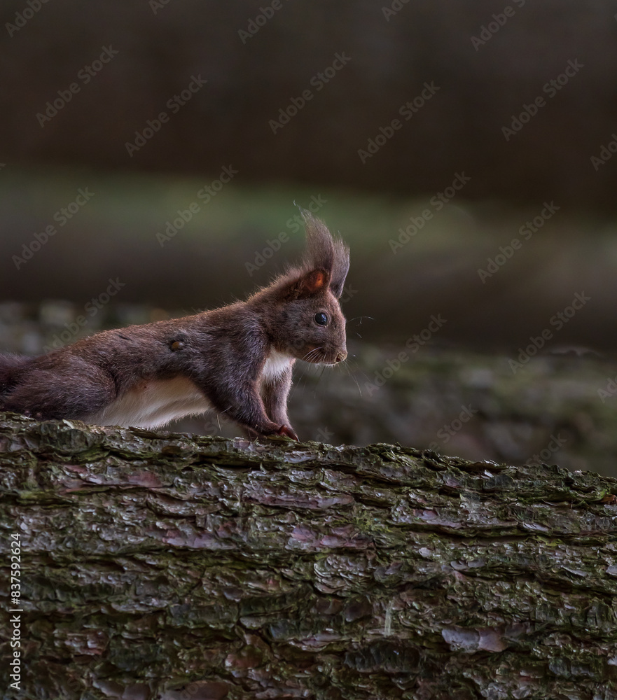 Squirrel on a tree with a tick on its neck. Squirrel on a tree with a tick on its neck.