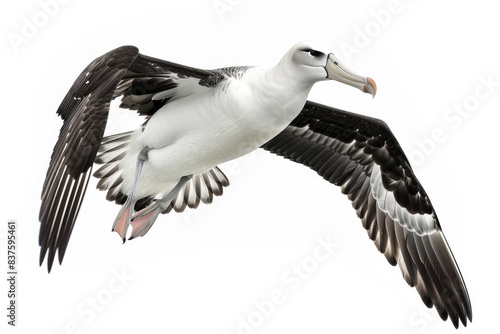 An albatross gliding effortlessly  wings wide  isolated on a white background