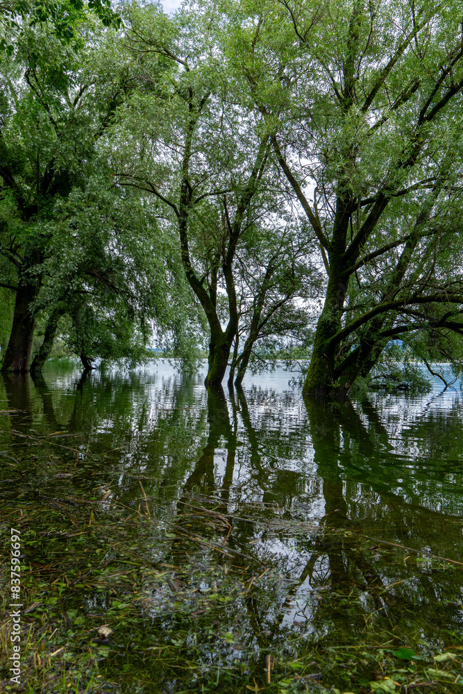 reflection of trees in water after a flooding of the lake reflection of trees in water after a flooding of the lake
