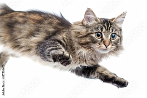 A cat mid-jump, body stretched out, isolated on a white background